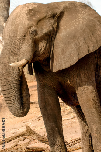 Elephant in Etosha