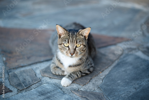 cat sitting on patio © tina