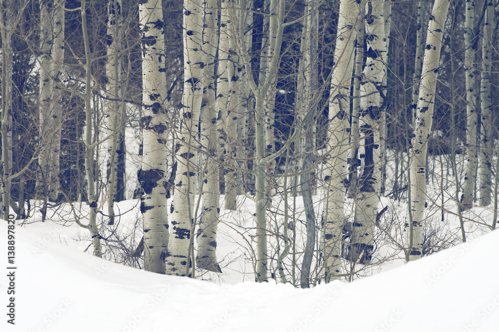Obraz premium grove of aspen trees in the Utah Wasatch mountains 
