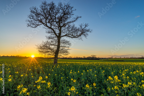 Lonely tree on rapeseed field at sunset 