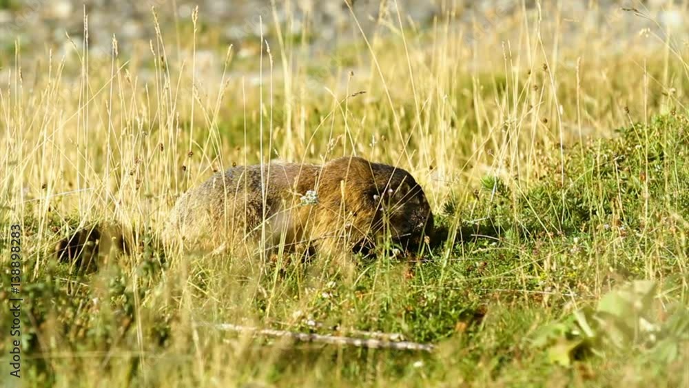 marmotte marmotte