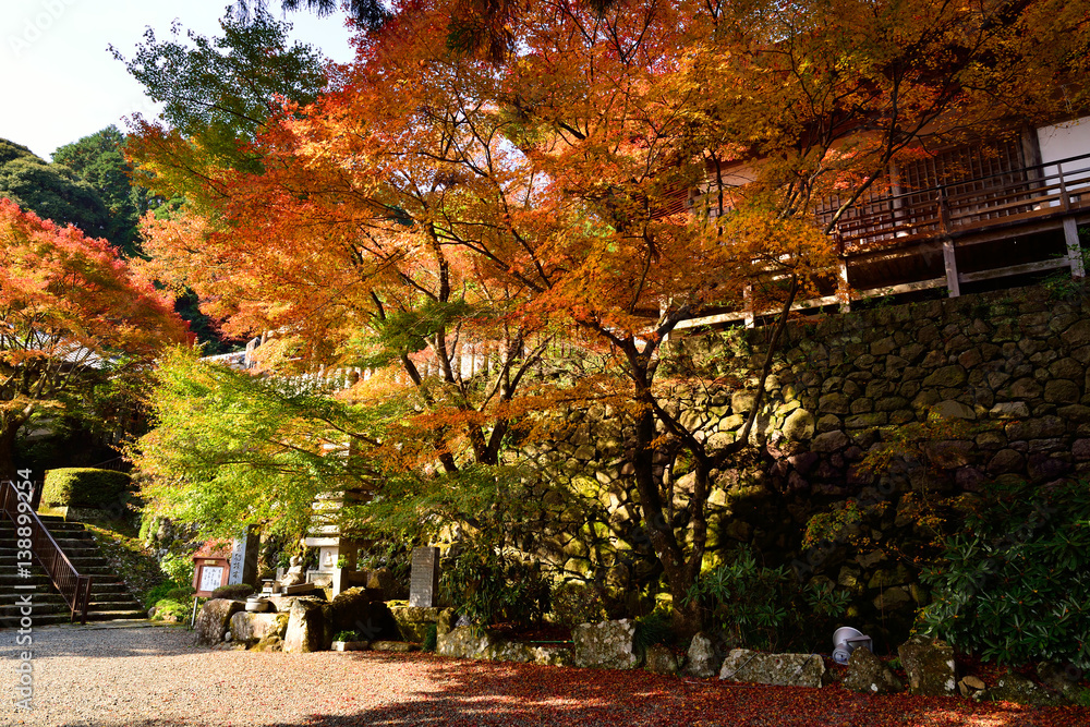 Naklejka premium 両子寺の紅葉