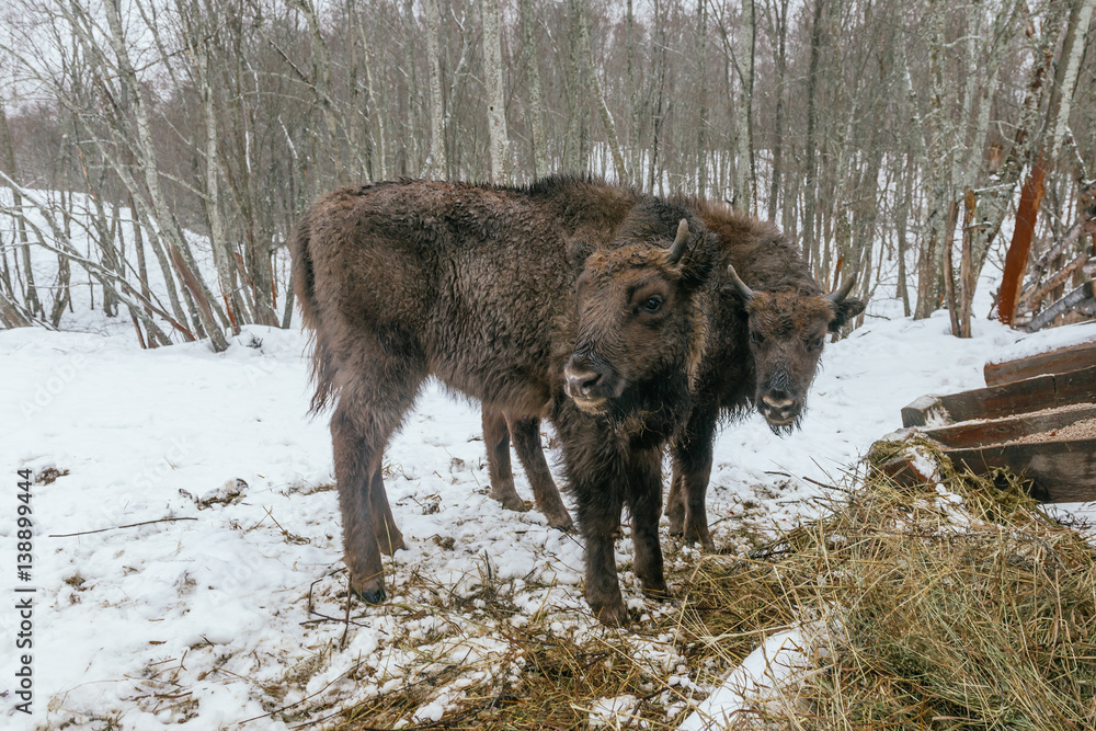 Two Small European Bisons in National Park Two Small European Bisons in National Park
