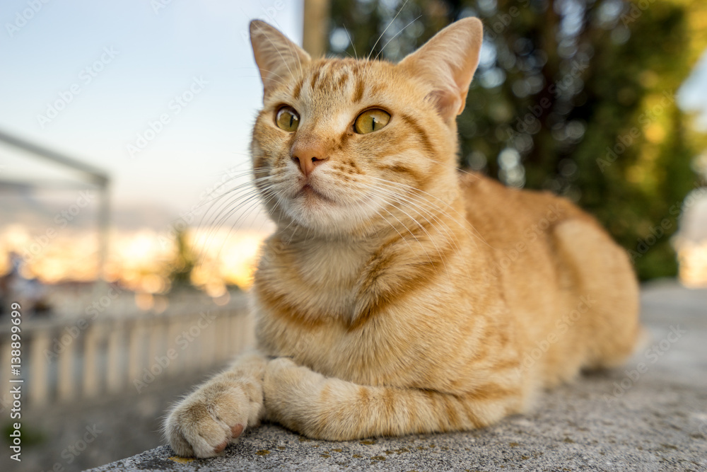 Cat relaxing on the rock at sunny day at Marjan Park in Split, Croatia. Selective focus