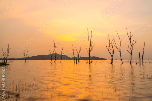 Dry tree in water at Bang Phra Reservoir Sriracha Chonburi  Thailand.