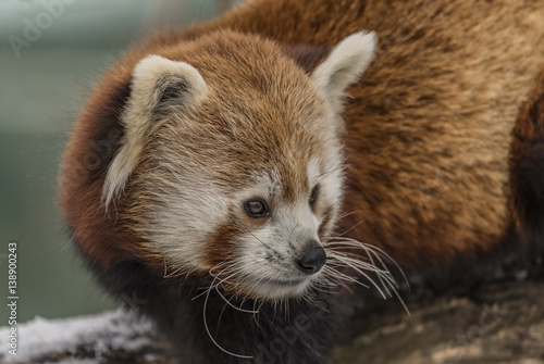 Fototapeta Naklejka Na Ścianę i Meble -  Ailurus fulgens in ZOO Liberec in winter time