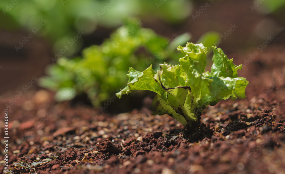 Green sprout growing out from soil in the summer Green sprout growing out from soil in the summer