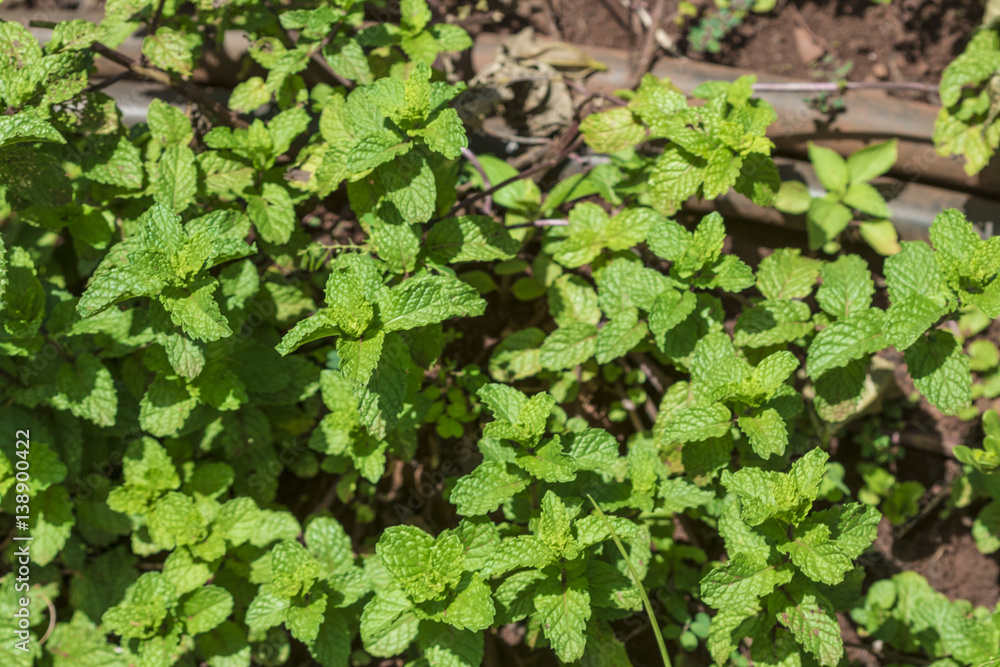 Mint leaves background. Selective focus on mint leaf green plants texture as a ground cover plant types .Tropical Vegetables. Concept Image Mint leaves background. Selective focus on mint leaf green plants texture as a ground cover plant types .Tropical Vegetables. Concept Image