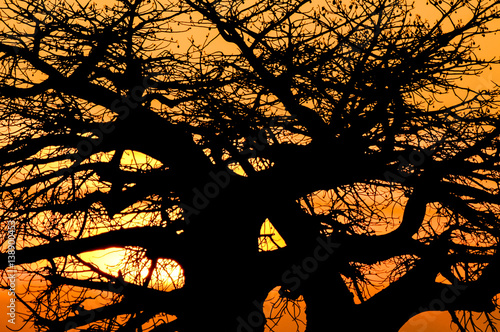 Sunset Baobab photo