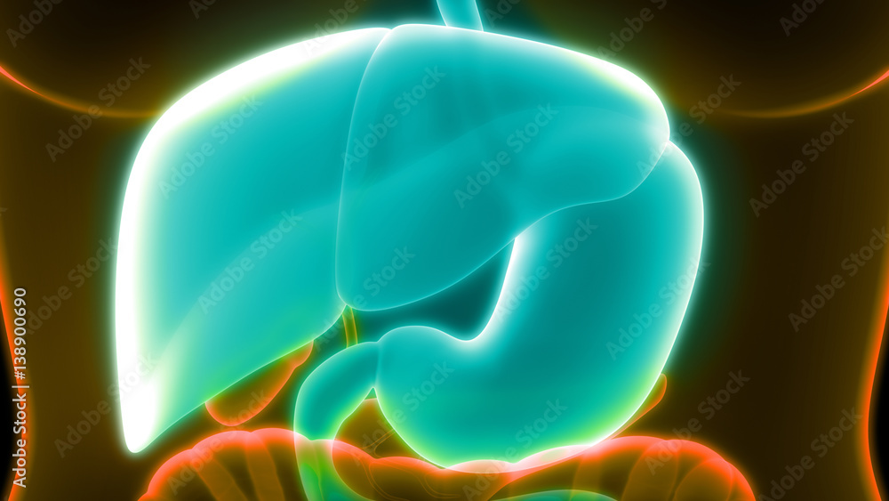 Human Digestive system Anatomy Anterior view Stock Illustration | Adobe