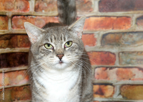 Portrait of one gray domestic tabby short hair cat with light green eyes, looking at viewer. Standing in front of a textured brown and red brick wall looking perplexed. Eyes red. © sheilaf2002