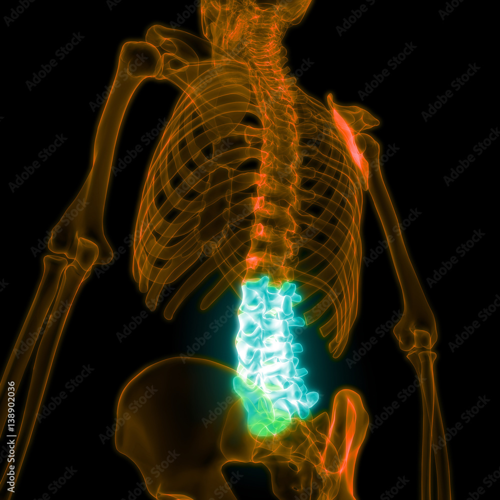Spinal cord (Lumbar Vertebrae) a Part of Human Skeleton Anatomy Stock