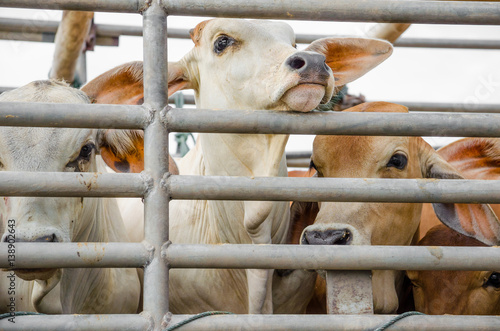 cow on truck cage photo