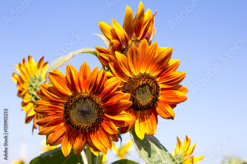 Beautiful yellow orange sunflower on blue sky background