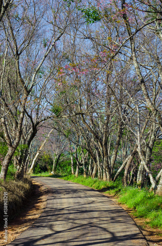 road across forest with leafless tree