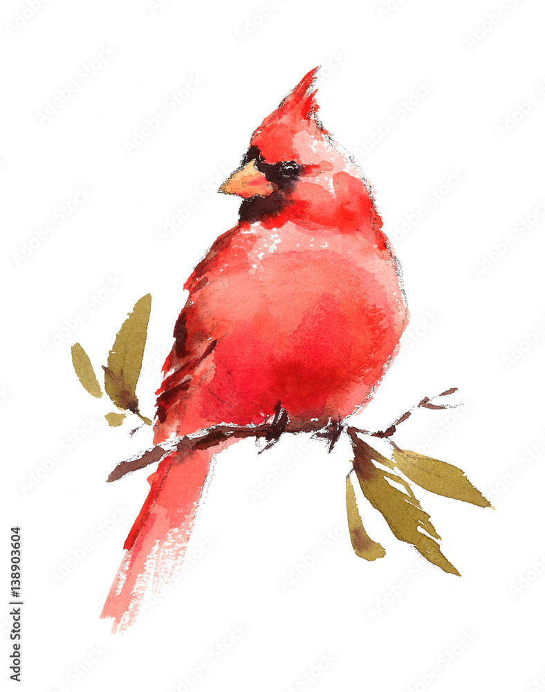Akwarela ptak czerwony kardynał ręcznie malowane ilustracja na białym tle <span>plik: #138903604 | autor: cmwatercolors</span>