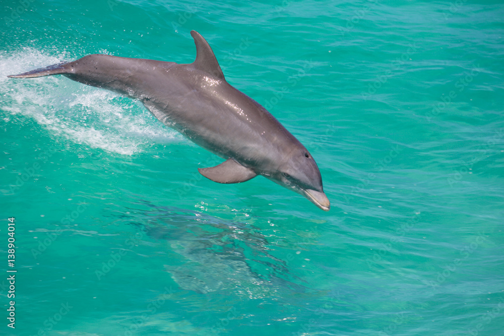 Naklejka premium dolphin in the clear blue