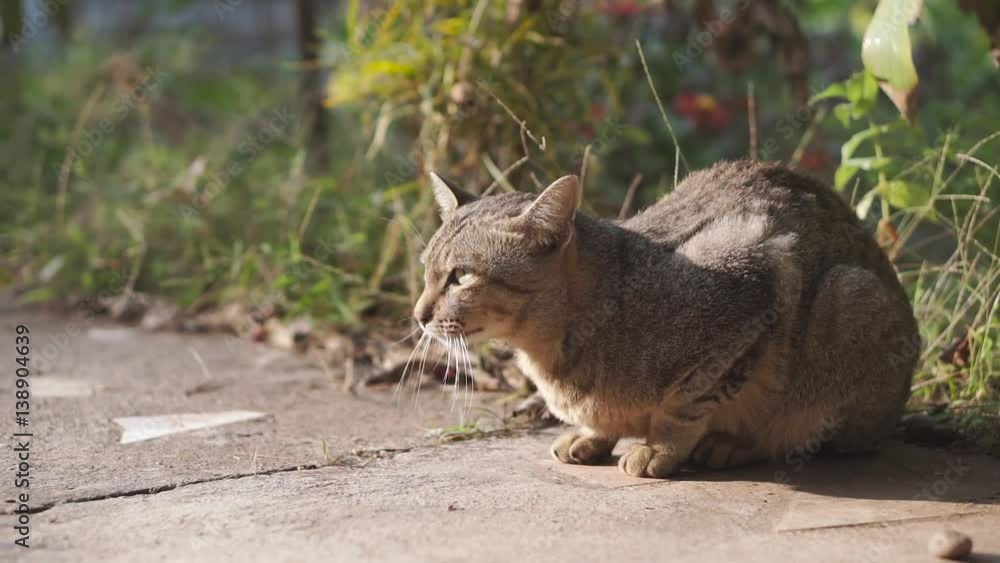 Sitting Asian house cat is sitting and enjoying the warmth of sunlight Sitting Asian house cat is sitting and enjoying the warmth of sunlight