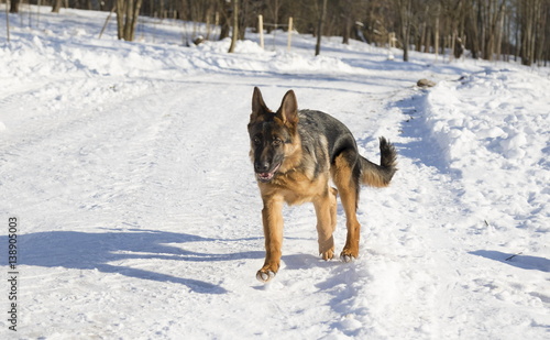 Dog runs in the winter park