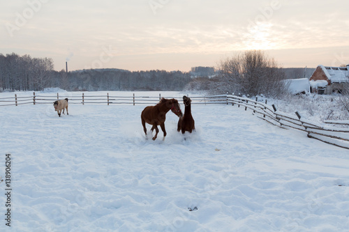Horses at the farm at sunset