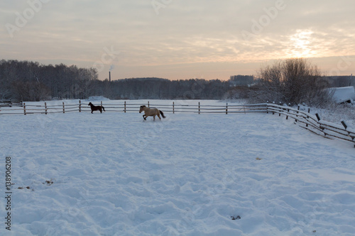 Horses at the farm at sunset