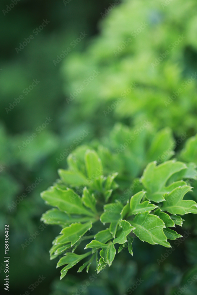 the fresh green leaf the fresh green leaf