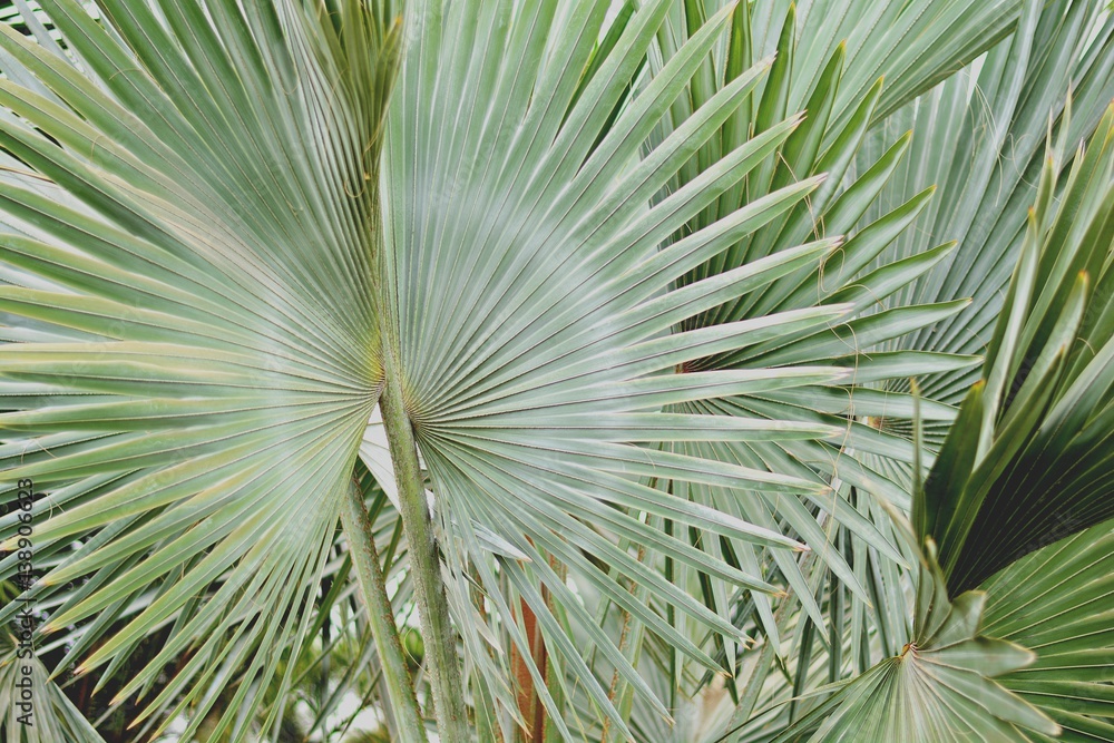 Fototapeta premium Palm leaves are beautiful naturally.