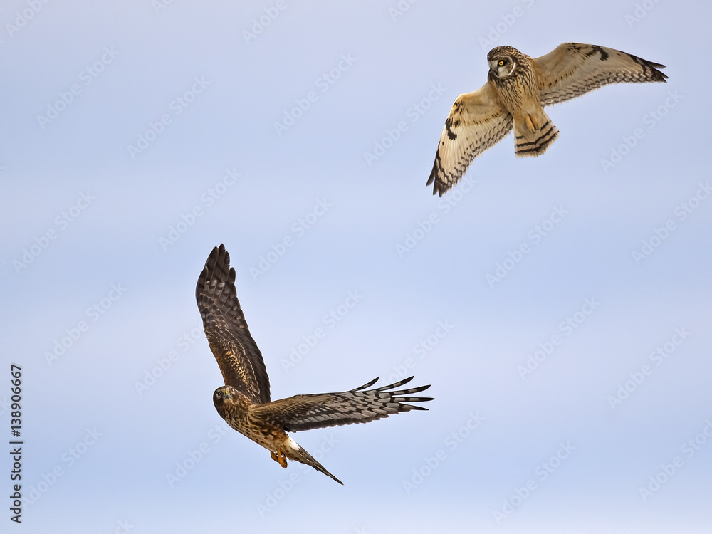 Fototapeta premium Short-eared Owls Battles a Northern Harrier