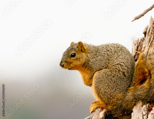 Squirrel © Preston