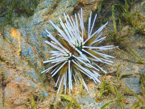 Sea urchin photo