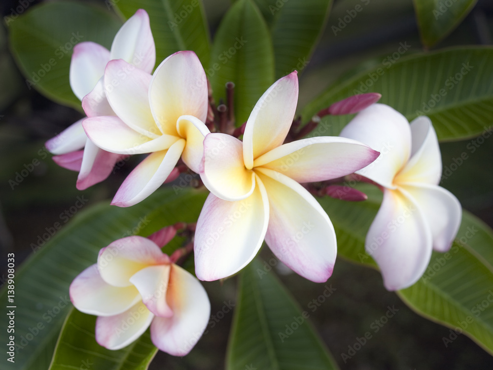 Plumeria Flower, Hawaii