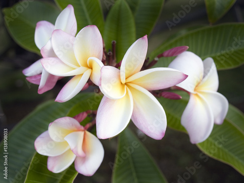 Plumeria Flower  Hawaii