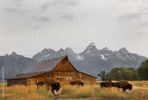 Bison moving Morman Farm, Grand Tetons National Park, Wyoming