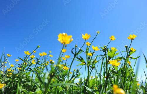 Beautiful mountain forest and flowers under blue sky