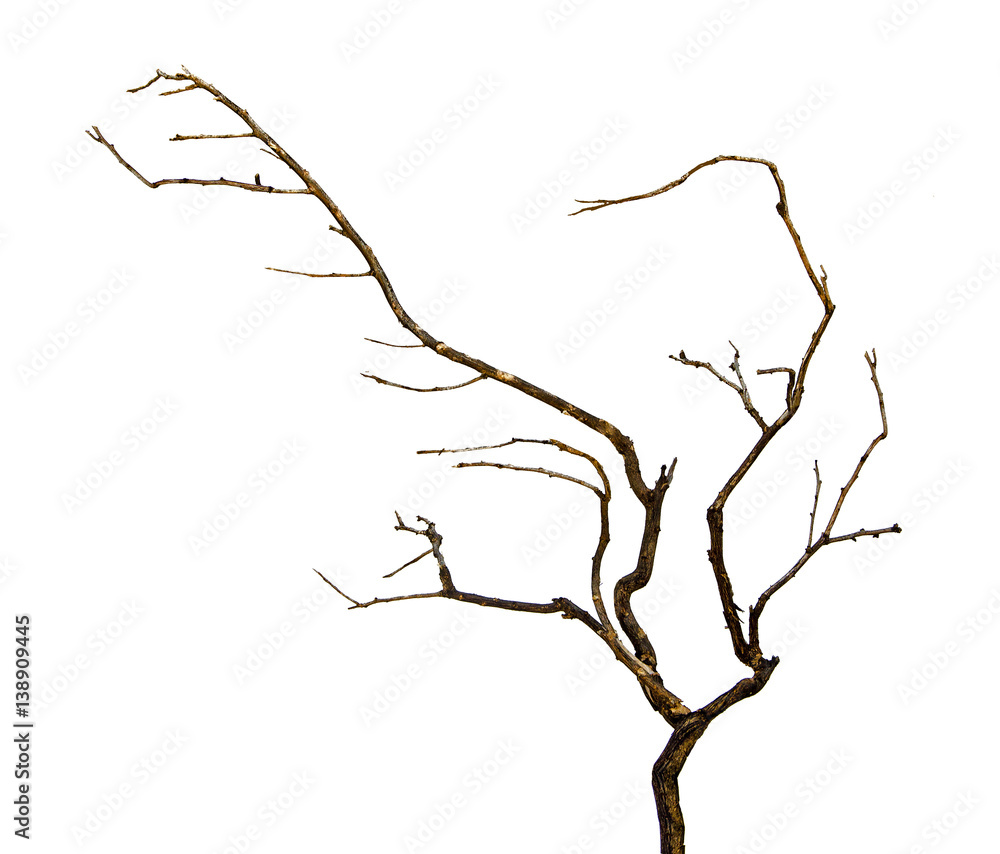 Fototapeta premium close up of dry branch