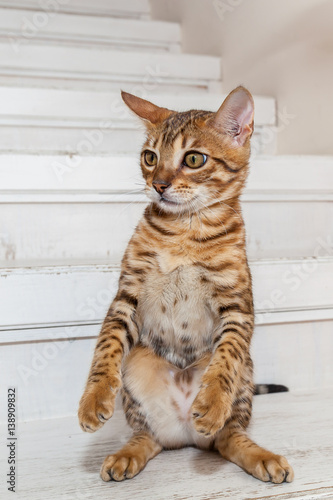 The Bengali cat sits on back paws © Oleg