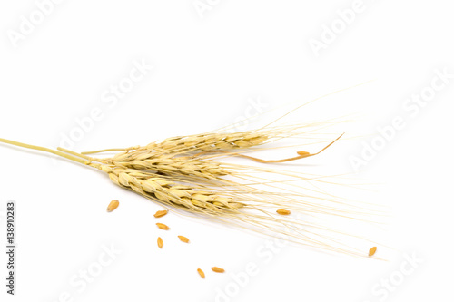 wheat on white background