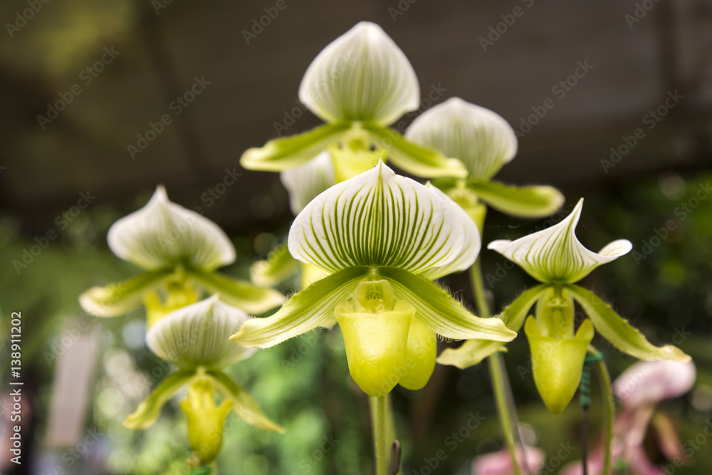 Obraz premium Orchid flower in the park, Thailand