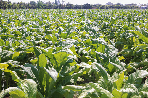 tobacco farm