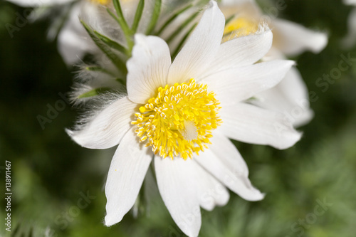 White spring  easter flowers  Pulsatilla patens  in the garden