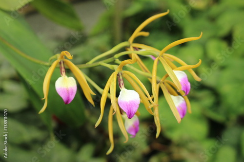 Fototapeta Naklejka Na Ścianę i Meble -  