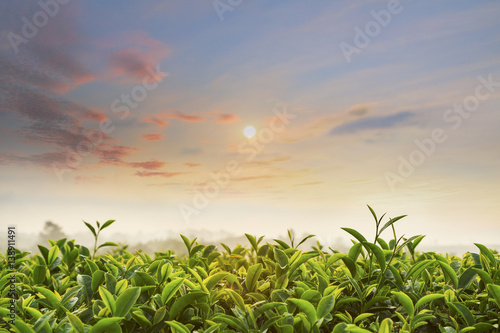 Sunrise at tea field