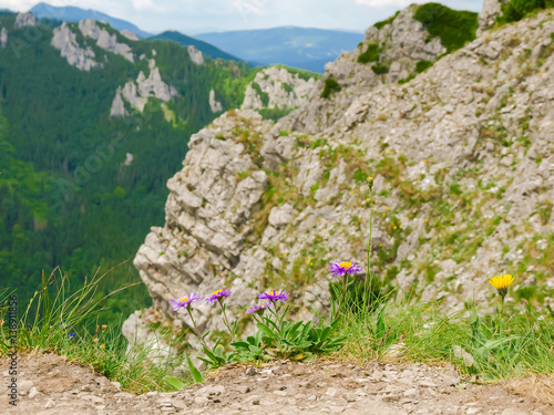 Mountain flowers on the edge of the gorge