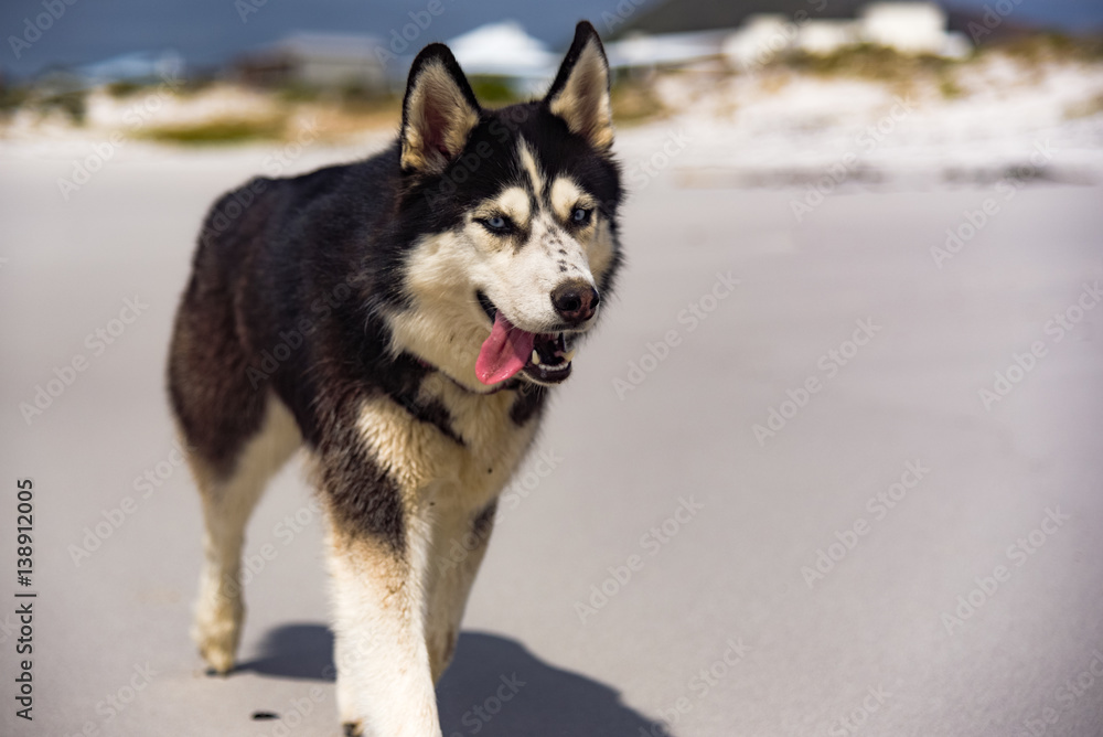 Hund am Strand- Urlaub mit Tieren