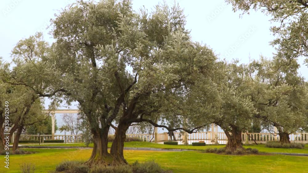 The old olive tree. olive grove The old olive tree. olive grove