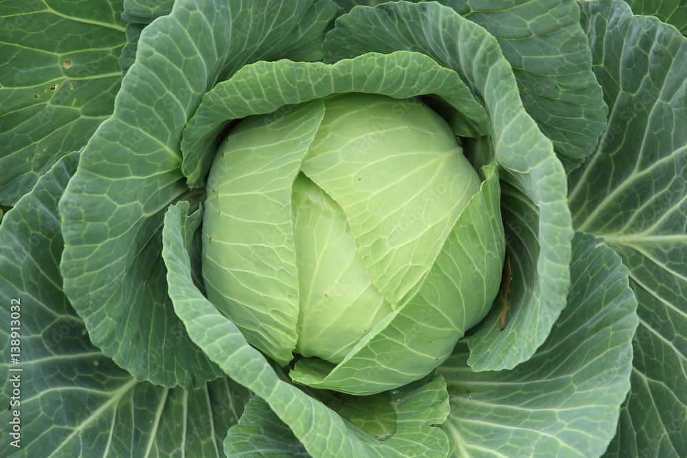 green cabbage plants in growth at field green cabbage plants in growth at field