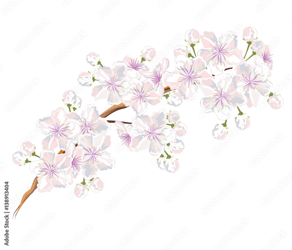 Sakura flowers. Hand drawn vector brush illustration of blooming sakura branch on white background, watercolor imitation. Sakura flowers. Hand drawn vector brush illustration of blooming sakura branch on white background, watercolor imitation.