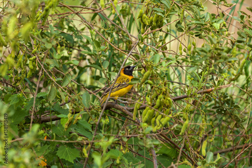 southern masked weaver  national park, South Africa photo