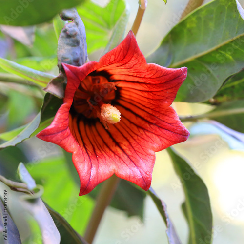 Canary Island Bellflower, (Canarina canariensis), Tenerife, Canary Islands, Spain. photo