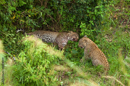leopard at Masai Mara national park